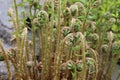 Curled forest fern Polypodium vulgare, fern flower. Royalty Free Stock Photo