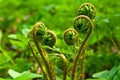 Curled frond of fern in spring