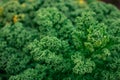 Curled kale growing in the garden Royalty Free Stock Photo