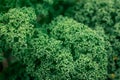 Curled kale growing in the garden Royalty Free Stock Photo