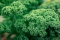 Curled kale growing in the garden Royalty Free Stock Photo