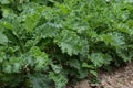 Curled Kale Royalty Free Stock Photo