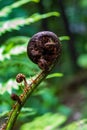 A Curled Ponga Fern Frond Royalty Free Stock Photo