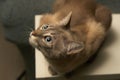 Playful Siamese Whiskers: Engaged with Flashlight Box's Rope in Feline Fun