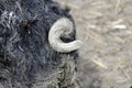 Curled tail of a woolly pig