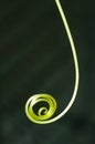 Curled tendril Royalty Free Stock Photo