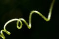 Curled tendril Royalty Free Stock Photo