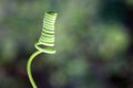 Curled tendril of a plant Royalty Free Stock Photo
