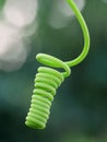 Curled tendril of a plant Royalty Free Stock Photo
