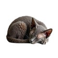 A curled-up Devon Rex cat sleeping Royalty Free Stock Photo