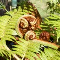 Curled up fern leaf waiting to unfurl Royalty Free Stock Photo