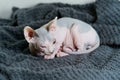 Curled up kitten Royalty Free Stock Photo