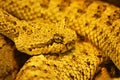 Curled up sidewinder & x28;Crotalus cerastes& x29; venomous pitviper snake Royalty Free Stock Photo