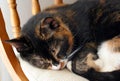 Curled up sleeping Calico Cat Macro