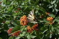 Curled up zebra butterfly on flower