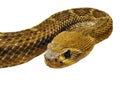 Curled viper Royalty Free Stock Photo