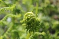 Curled young ferns in fresh green color Royalty Free Stock Photo