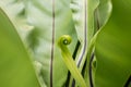 A curled young leaf against a background of tropical greenery