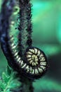 Curled young leaf of fern. Close-up