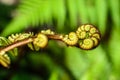 Curled young leaf of fern. Close-up