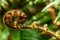 Curled young leaf of fern. Close-up