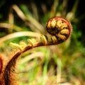 Curled young leaf of fern. Close-up