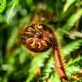 Curled young leaf of fern. Close-up