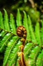 Curled young leaf of fern. Close-up