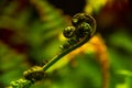 Curled young leaf of fern Nature background Royalty Free Stock Photo