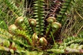 Curled young leaves of fern