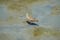Curlew Royalty Free Stock Photo