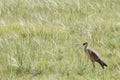 Curlew shorebird bird grass prairie