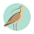 Curlew bird vector illustration flat style profile