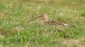 Curlew breeding