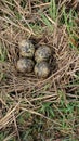 Curlew eggs moorland Weardale County Durham