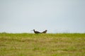 Curlews. In field. UK. North Yorkshire