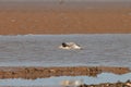 Curlew flying over Titchwell beach