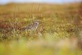 Curlew inside tundra Royalty Free Stock Photo