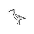 curlew line icon. signs and symbols can be used for web, logo, mobile app, ui, ux