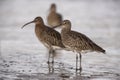 Curlew, Numenius arquata