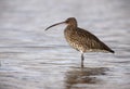 Curlew, Numenius arquata Royalty Free Stock Photo