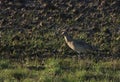 Curlew in the fens.