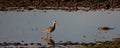 Curlew standing in water.