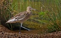 Curlew by the Pool