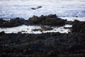 Curlew at the rocky beach of the Fuerteventura island, Spain