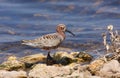 Curlew sandpiper Royalty Free Stock Photo
