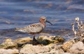 Curlew sandpiper