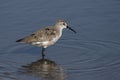 Curlew Sandpiper