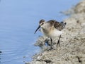 Curlew sandpiper Calidris ferruginea Royalty Free Stock Photo