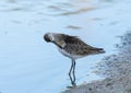 Curlew sandpiper Calidris ferruginea Royalty Free Stock Photo